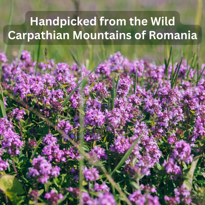 Wild Bliss Organic Wild Thyme Tea - Caffeine Free Respiratory