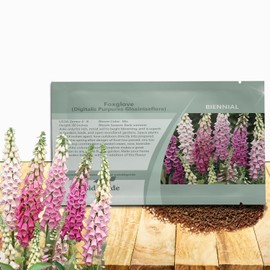 Outsidepride Digitalis Purpurea Gloxiniaeflora Mix Foxglove Seeds – 5000 Pcs Biennial, Prolific, Tall Growing Flower Seeds with Pollinator-Friendly Blooms for Shaded Gardens & Outdoor Landscapes